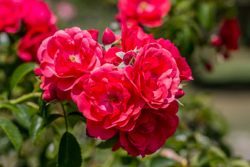 Les rosiers en fleurs