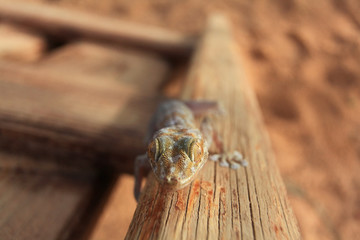 lizard geckos