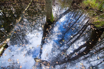 Tree and sky reflection