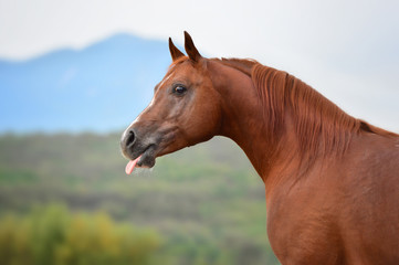 Portrait of red horse in nature