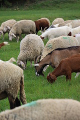 Schafherde auf der Weide