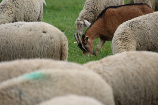 Schafherde und eine Ziege auf der Weide 