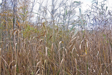 Yellow reeds