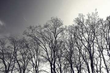 Fototapeta na wymiar black and white photo autumn landscape