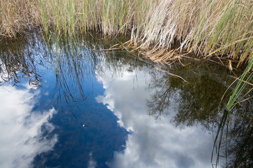 Blue sky reflection and reeds