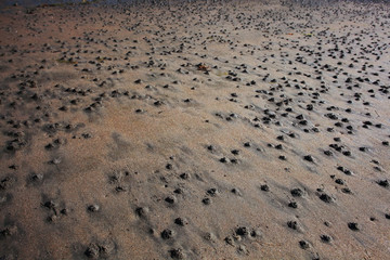colony lobworm