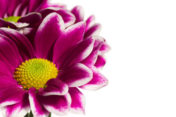 Хризантема