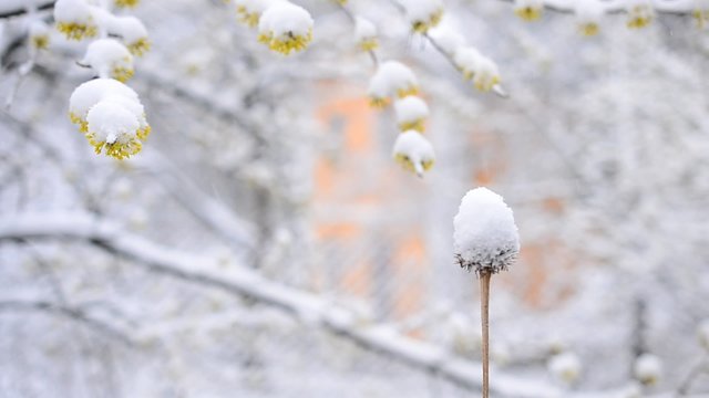 Snow falls on blooming Cornelian cherry twigs and dry flower