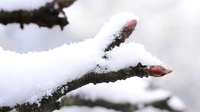 Apple tree twig with mature buds with snow falling onto it