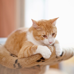 Portrait of a red striped cat.