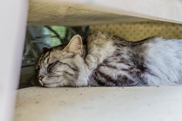 Le chat tigré sous un meuble