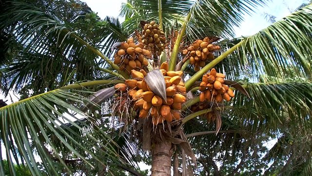 ripe coconuts falling from the crown of a palm tree, Maldives
