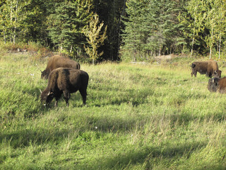 Buffalo in Canada