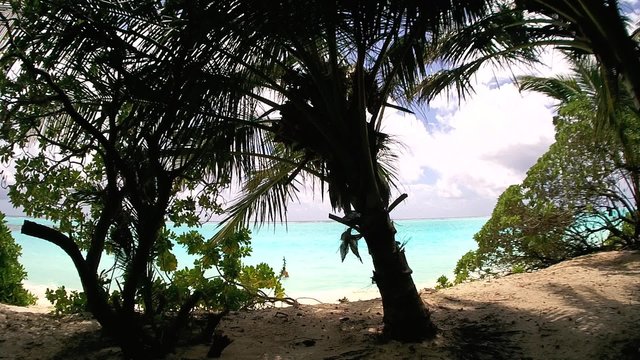 Palm trees on the sandy shores of the Indian Ocean, Maldives
