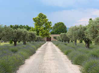 Fototapeta premium Farm in Provence