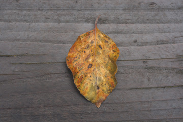beech tree fallen yellow leaf in autumn, dark wood bakcground