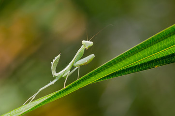 Mantisprayer