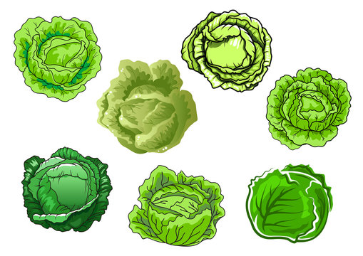 Fresh isolated green cabbage vegetables