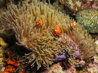 Clownfish family