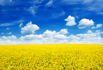Obraz premium Summer Landscape with Wheat Field and Clouds