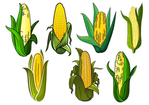 Isolated weet corn cobs vegetables