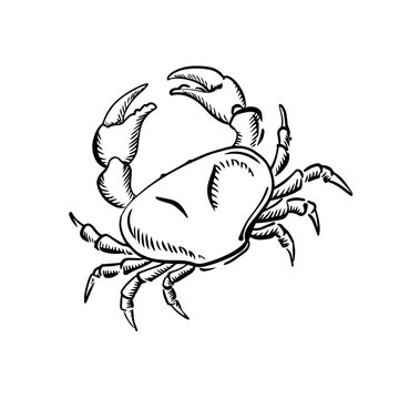 Marine crab with big claws, sketch