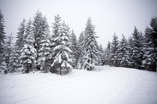 Snowy Path