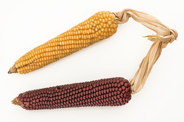 Corn cob