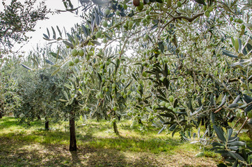 Ulivo ed olive del mediterraneo, Italia e Grecia