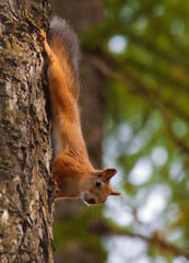 red squirrel on a tree