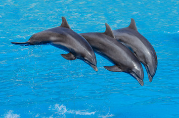 Three dolphins during a jump ( flight),