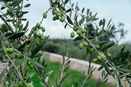 Ulivo ed olive del mediterraneo, Italia e Grecia