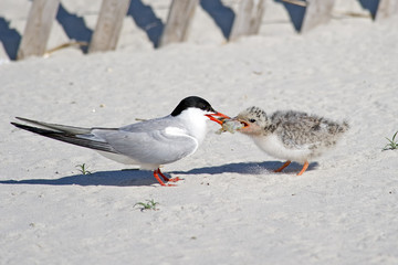Common Tern Adult Feeding Chick