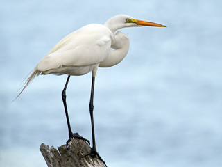 Great Egret