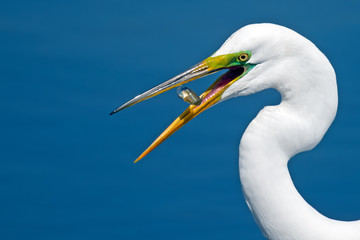 Great Egret with Fish