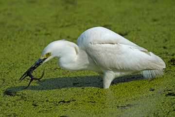 Snowy Egret with Frog
