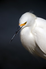 Snowy Egret