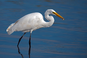 Great Egret with Fish