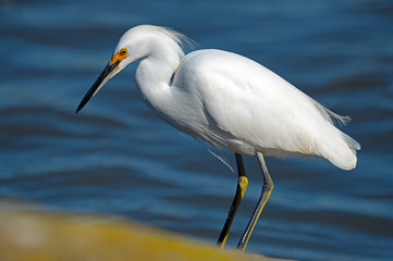 Snowy Egret
