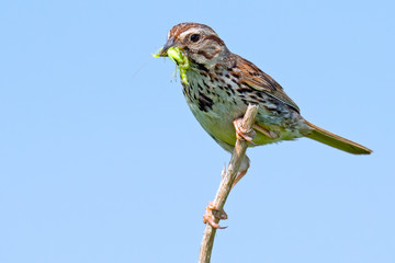 Song Sparrow Eating Bug
