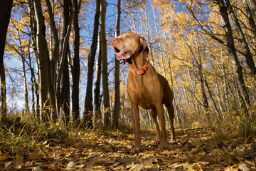golden vizsla standing in forest