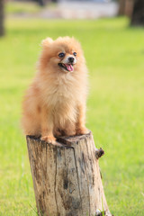 pomeranian pupply dog sitting on tree stump in green garden fiel