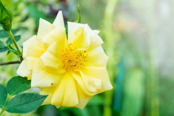 Obraz premium blossom yellow roses in the garden