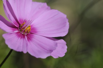 Fototapeta premium herbstanemone