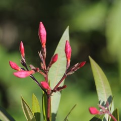 oleander