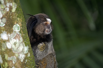Black-tufted marmoset, endemic primate of Brazil