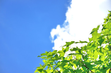 新緑と青空