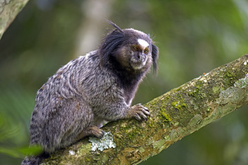 Black-tufted marmoset, endemic primate of Brazil