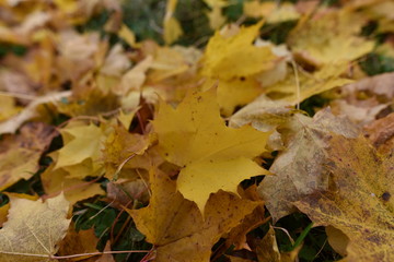 Gelbes Herbstlaub Ahornblätter