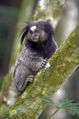 Black-tufted marmoset, endemic primate of Brazil